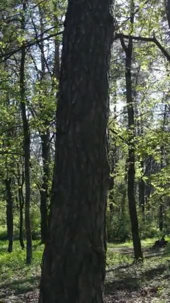 Vertikal video av grön skog under dagen — Stockvideo