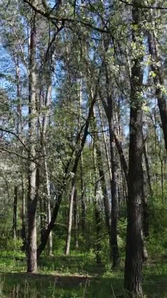 Vertikales Video von grünem Wald während des Tages — Stockvideo