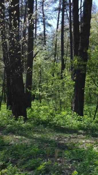 Vertikales Video von grünem Wald während des Tages — Stockvideo