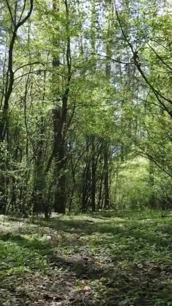 Video verticale della foresta verde durante il giorno — Video Stock