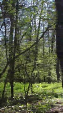 Gündüz boyunca yeşil ormanın dikey videosu