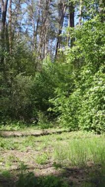 Gündüz boyunca yeşil ormanın dikey videosu