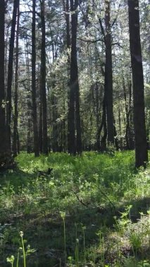 Gündüz boyunca yeşil ormanın dikey videosu