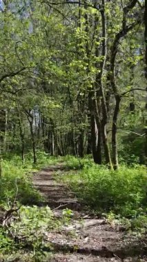 Gündüz boyunca yeşil ormanın dikey videosu