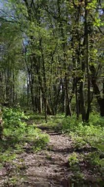 Gündüz boyunca yeşil ormanın dikey videosu