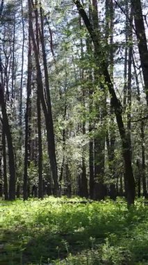 Gündüz boyunca yeşil ormanın dikey videosu