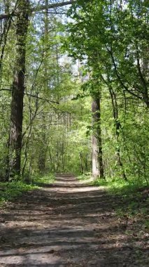 Gündüz boyunca yeşil ormanın dikey videosu