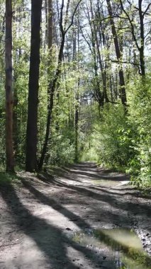 Gündüz boyunca yeşil ormanın dikey videosu