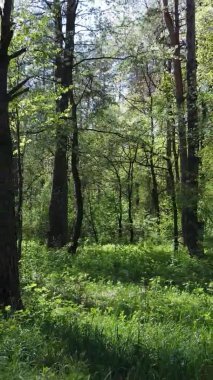 Gündüz boyunca yeşil ormanın dikey videosu