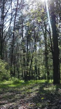 Gündüz boyunca yeşil ormanın dikey videosu