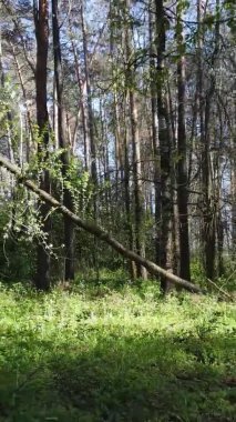 Gündüz boyunca yeşil ormanın dikey videosu