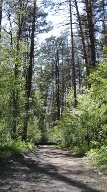 Gündüz boyunca yeşil ormanın dikey videosu