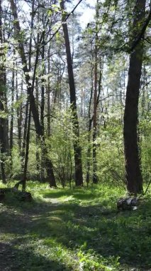 Gündüz boyunca yeşil ormanın dikey videosu