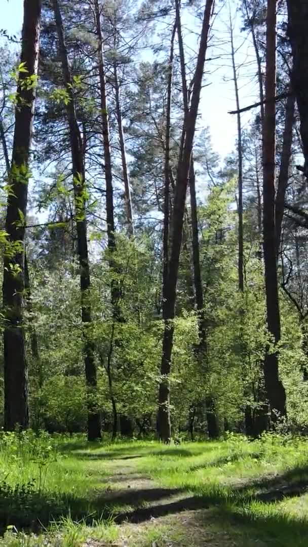 Vertikální video zeleného lesa během dne — Stock video