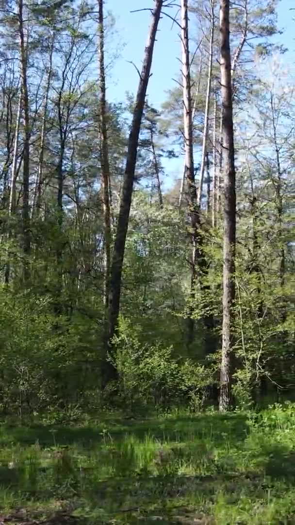 Vídeo vertical de floresta verde durante o dia — Vídeo de Stock