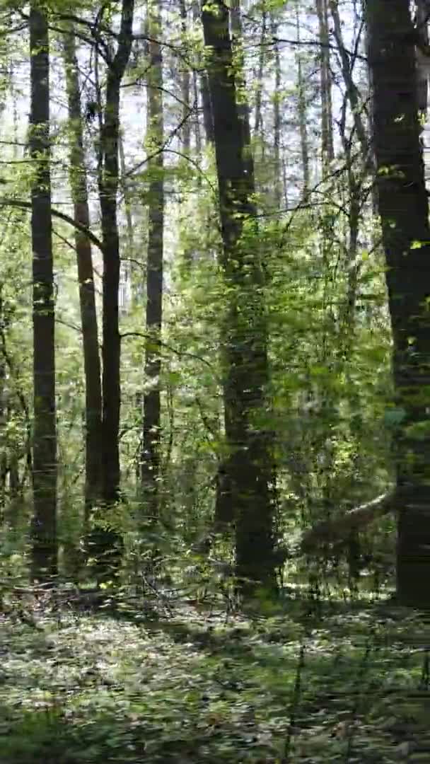 Vertikales Video von grünem Wald während des Tages — Stockvideo