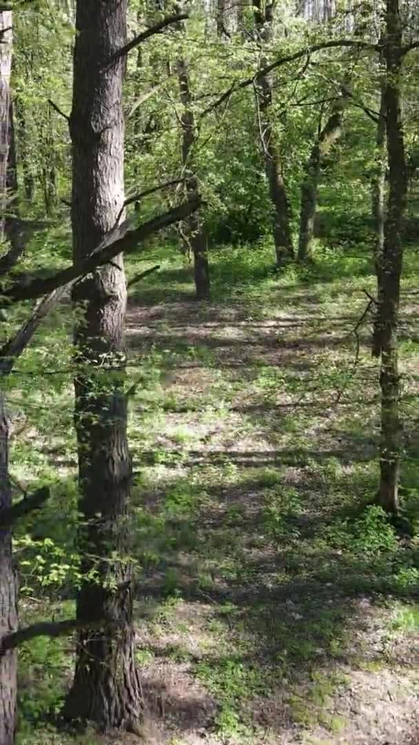 Vertikales Video von grünem Wald während des Tages — Stockvideo