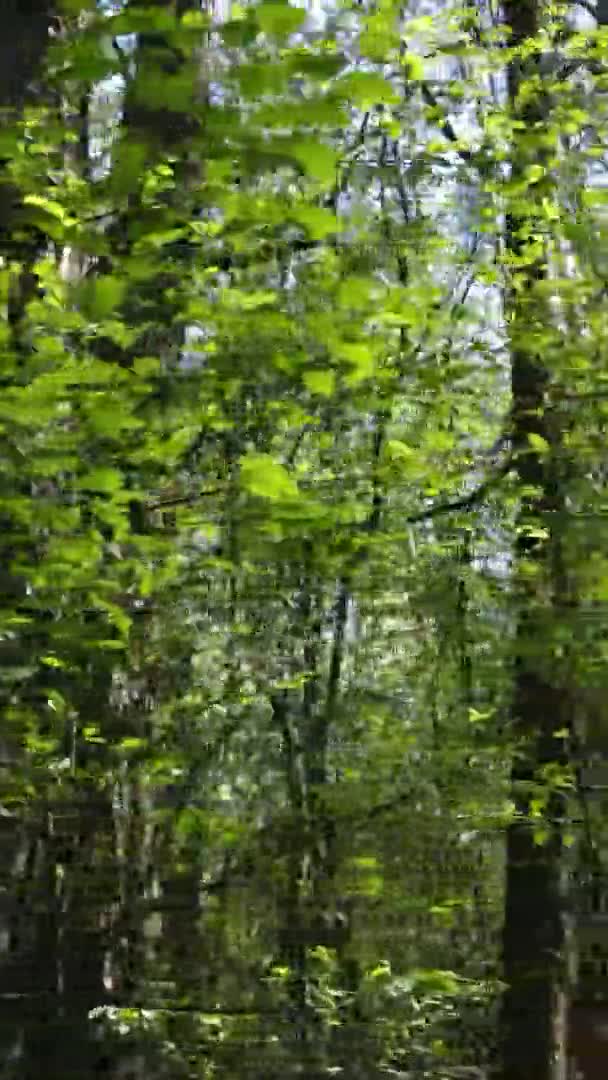 Vertikales Video von grünem Wald während des Tages — Stockvideo