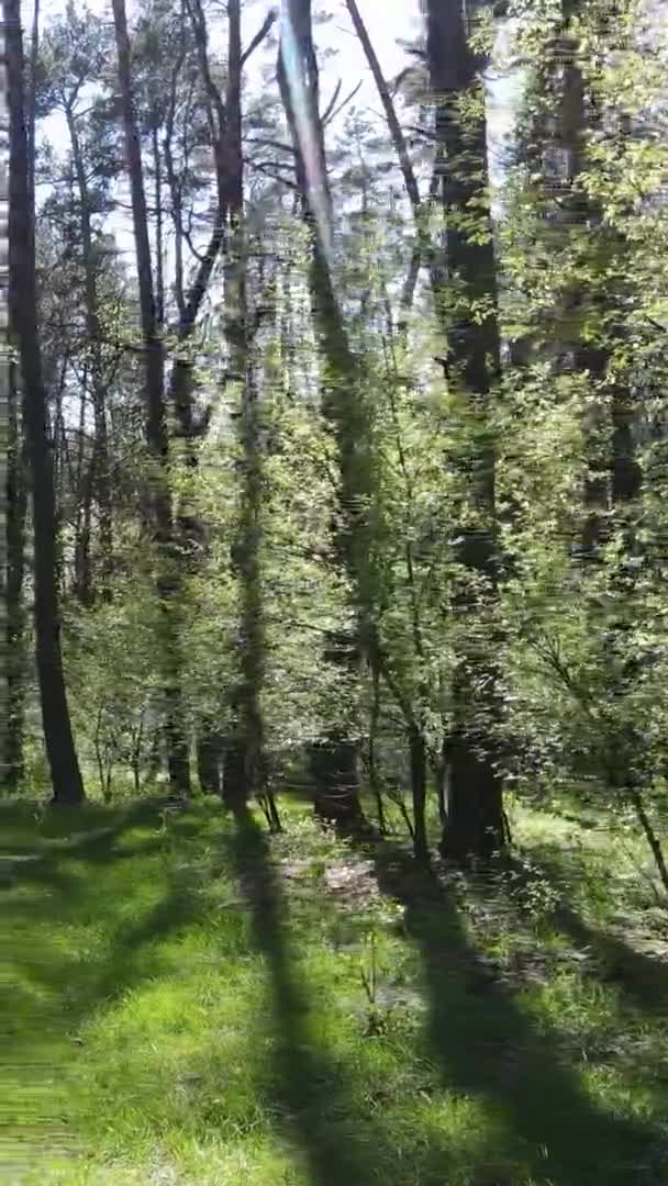 Vertikales Video von grünem Wald während des Tages — Stockvideo