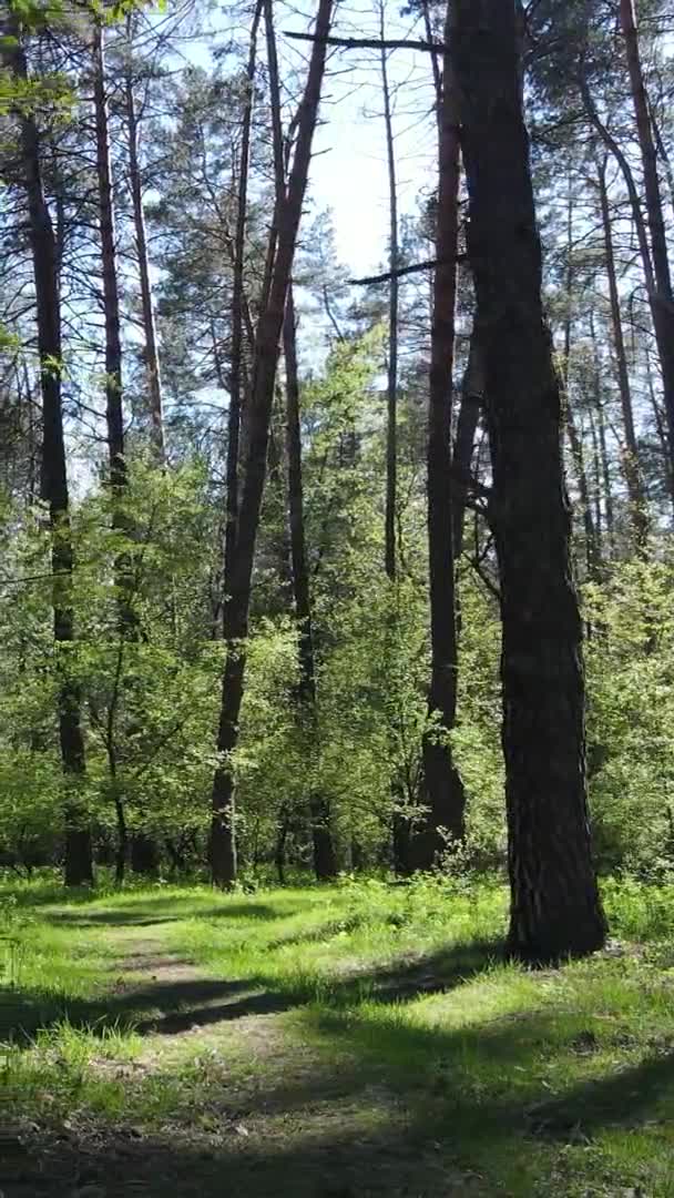 Вертикальне відео про зелений ліс протягом дня — стокове відео