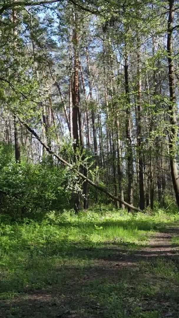 Vídeo vertical del bosque verde durante el día — Vídeos de Stock