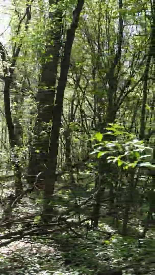 Vertikální video zeleného lesa během dne — Stock video