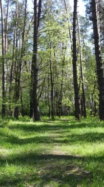 Gündüz boyunca yeşil ormanın dikey videosu