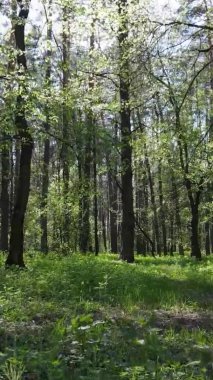 Gündüz boyunca yeşil ormanın dikey videosu