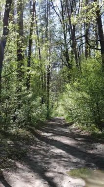 Gündüz boyunca yeşil ormanın dikey videosu