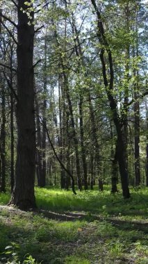 Gündüz boyunca yeşil ormanın dikey videosu