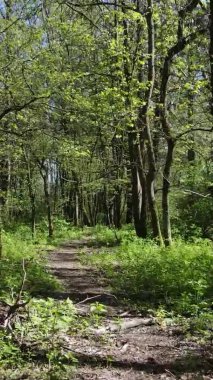 Gündüz boyunca yeşil ormanın dikey videosu