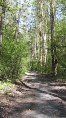 Gündüz boyunca yeşil ormanın dikey videosu