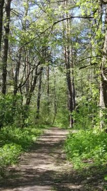 Gündüz boyunca yeşil ormanın dikey videosu