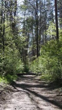 Gündüz boyunca yeşil ormanın dikey videosu