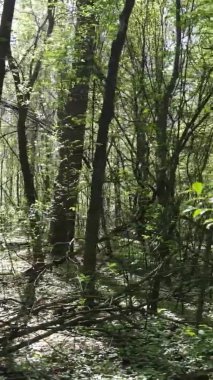 Gündüz boyunca yeşil ormanın dikey videosu