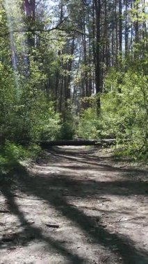 Gündüz boyunca yeşil ormanın dikey videosu