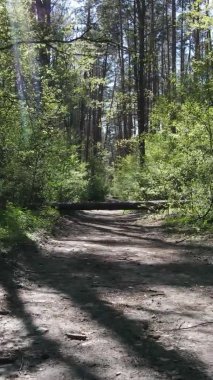 Gündüz boyunca yeşil ormanın dikey videosu