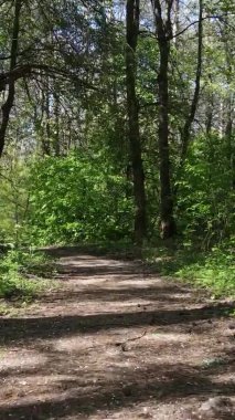 Gündüz boyunca yeşil ormanın dikey videosu