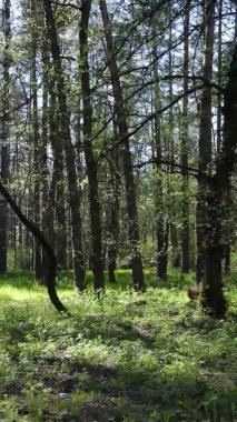 Gündüz boyunca yeşil ormanın dikey videosu