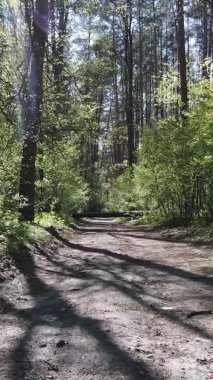 Gündüz boyunca yeşil ormanın dikey videosu