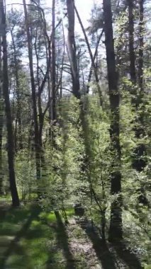 Gündüz boyunca yeşil ormanın dikey videosu