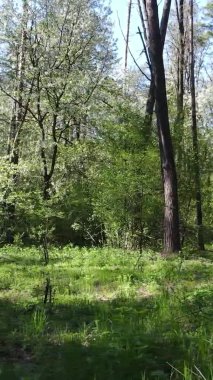 Gündüz boyunca yeşil ormanın dikey videosu