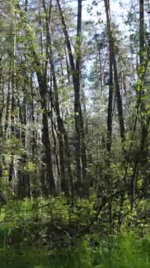 Gündüz boyunca yeşil ormanın dikey videosu