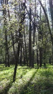 Gündüz boyunca yeşil ormanın dikey videosu