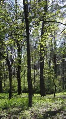 Gündüz boyunca yeşil ormanın dikey videosu