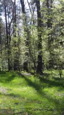 Gündüz boyunca yeşil ormanın dikey videosu