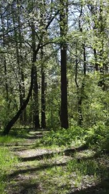 Gündüz boyunca yeşil ormanın dikey videosu