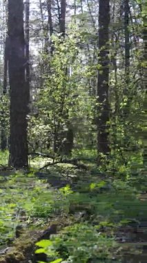 Gündüz boyunca yeşil ormanın dikey videosu