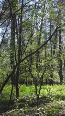 Gündüz boyunca yeşil ormanın dikey videosu