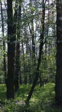 Gündüz boyunca yeşil ormanın dikey videosu